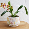 Angus & Celeste - Decorative Succulent Pot - Flower Field