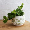 Angus & Celeste - Decorative Succulent Pot - Maiden Fern