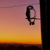Metalbird - Garden Art - Southern Boobook Owl