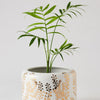 Angus & Celeste - Decorative Succulent Pot - Golden Wattle