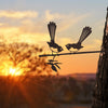 Metalbird - Garden Art - Willy Wagtail Pair