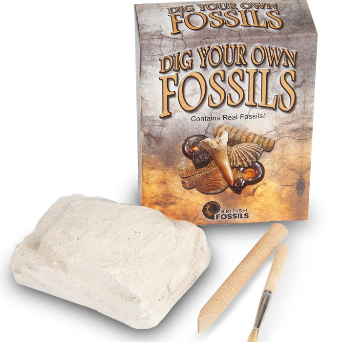 British Fossils - Dig Your Own Fossils
