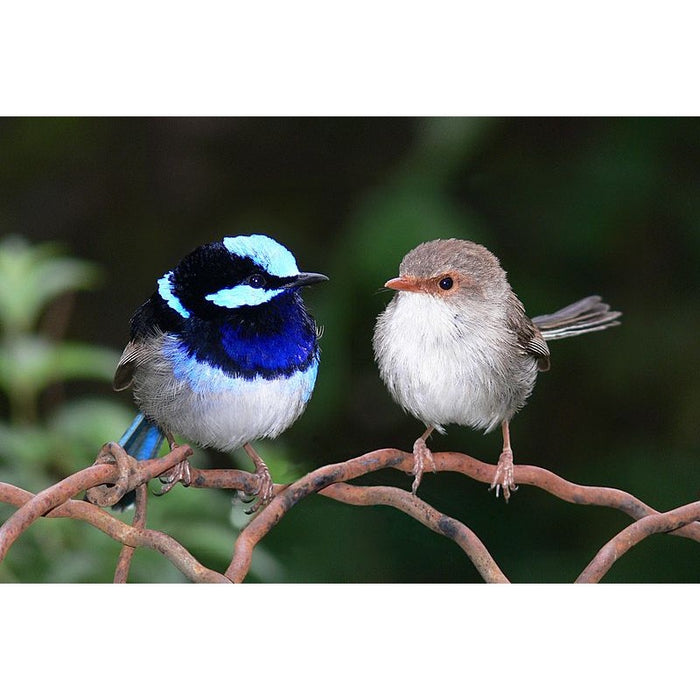 Animals of Australia - Finger Puppet - Blue Wren