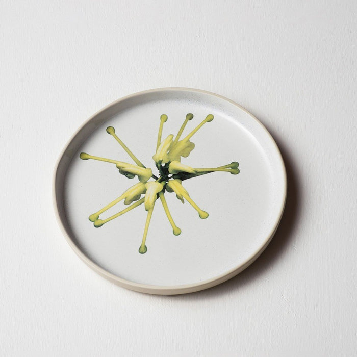 Angus & Celeste - Australian Botanicals - Plate - Grevillea Green Star