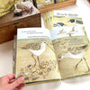 The Beach Birds - Lift The Flap Book - Bridget Farmer