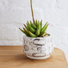 Angus & Celeste - Decorative Succulent Pot - Grey Brushwork