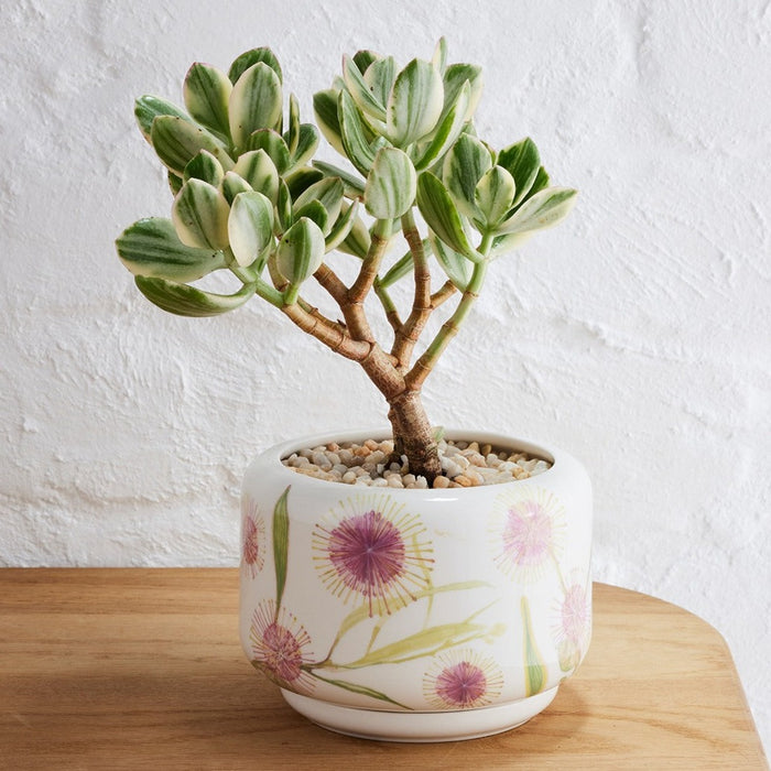 Angus & Celeste - Decorative Succulent Pot - Hakea Bloom