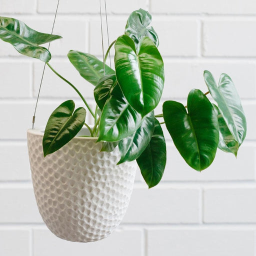 angus & celeste hanging planter Angus & Celeste - Hanging Garden - Embossed