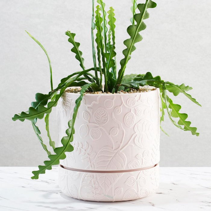 Angus & Celeste - Folia Plant Pot - Soft Pink