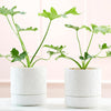 Angus & Celeste - Folia Plant Pot - White
