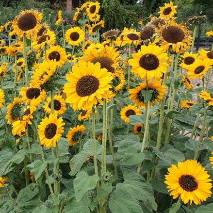 Sow 'n Sow - Gift of Seeds - Christmas Greetings - Sunflowers