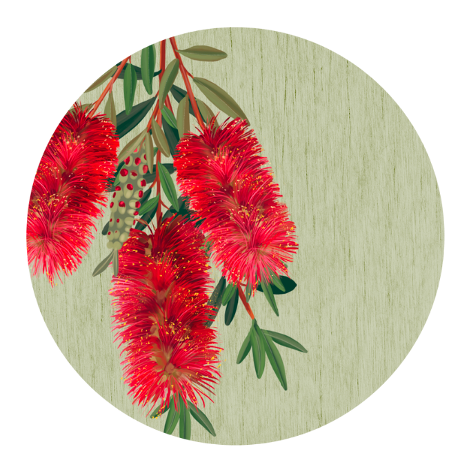 Banksia Blue - Coaster - Red Callistemon