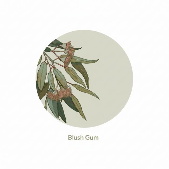 Banksia Blue - Coaster - Blush Gum