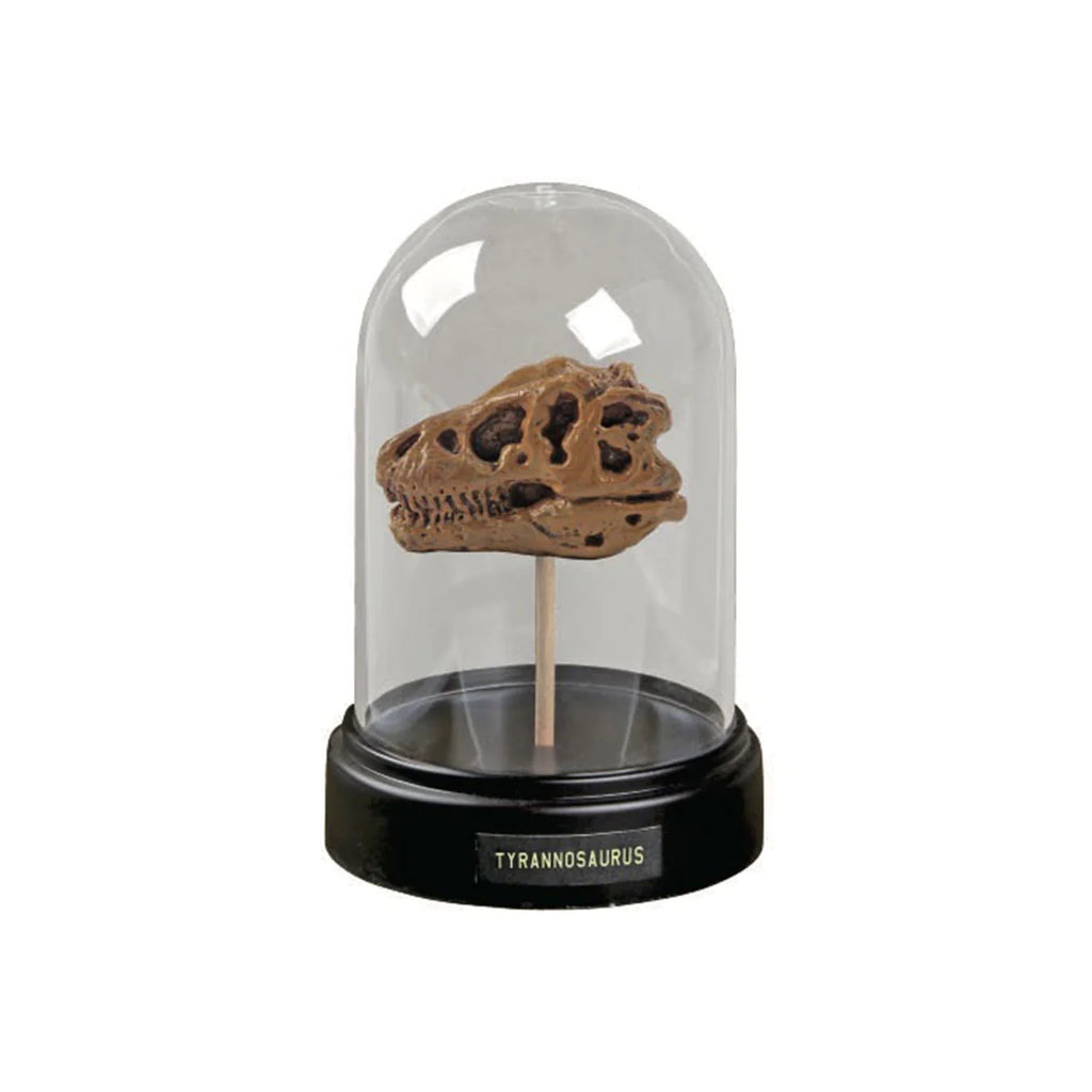 Dig & Display - Dinosaur Skull