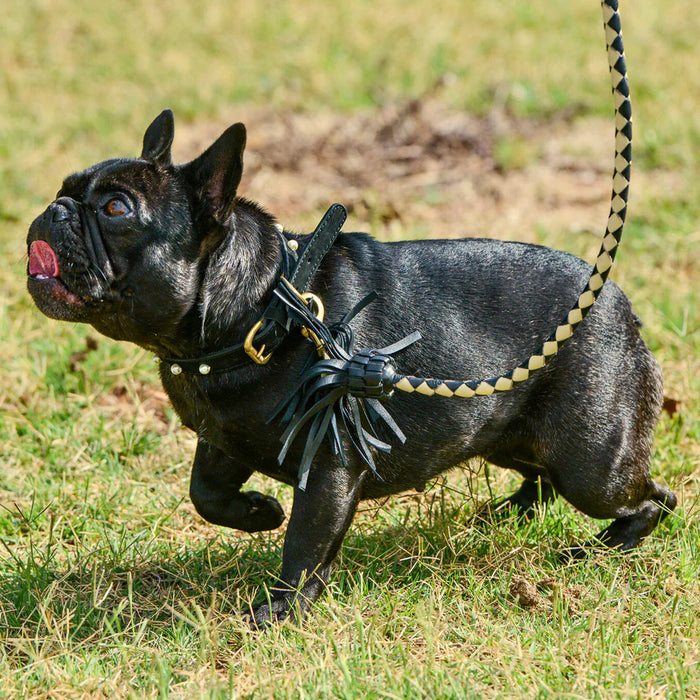 Georgie Paws - Swanky Dog Lead