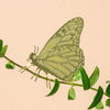 Another Studio - Plant Animal - Butterfly
