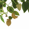 Another Studio - Brass Fruits Plant Decorations - Cute Fruit