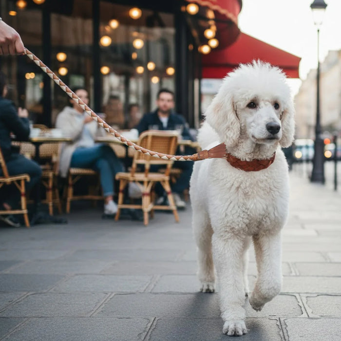 Georgie Paws - Swanky Dog Lead