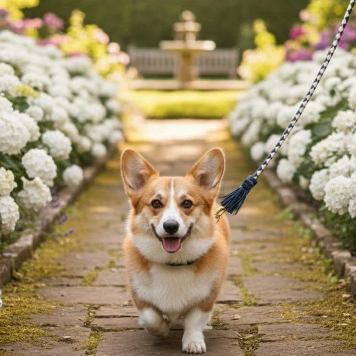 Georgie Paws - Swanky Dog Lead