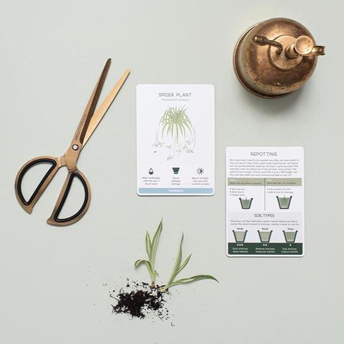 Another Studio - Plant Care Cards