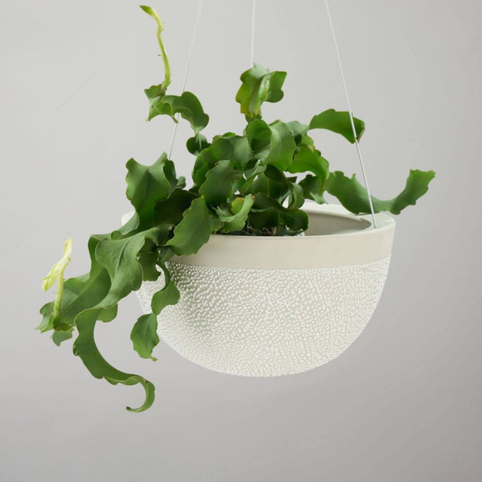 Angus & Celeste - Hanging Garden - White Water Bead